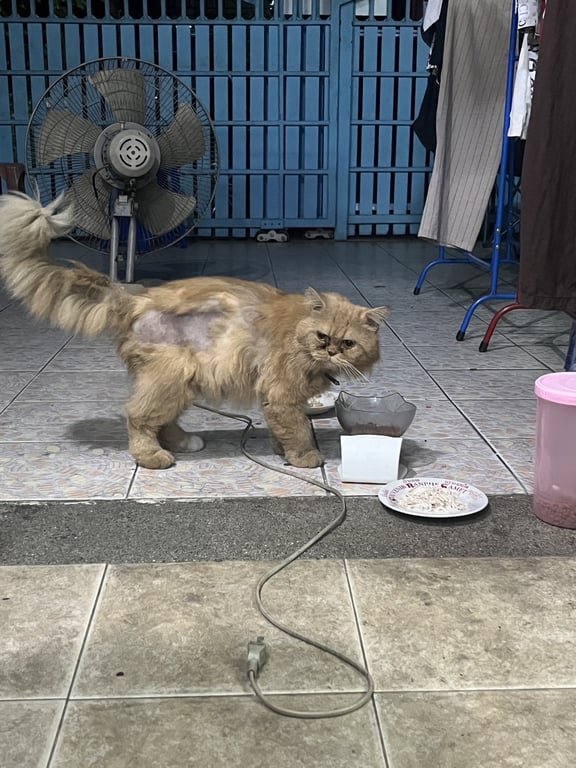 ตามหาเจ้าของแมว เปอร์เซีย สีส้มทอง ตัวผู้ ไม่ทราบว่าทำหมันหรือไม่ มีตำหนิเท้าซ้ายหลังสีขาว อายุน่าจะ 2ปีขึ้น พิกัด รามอินทรา109 พระยาสุเรนทร์ เขตคลองสามวา กทม.