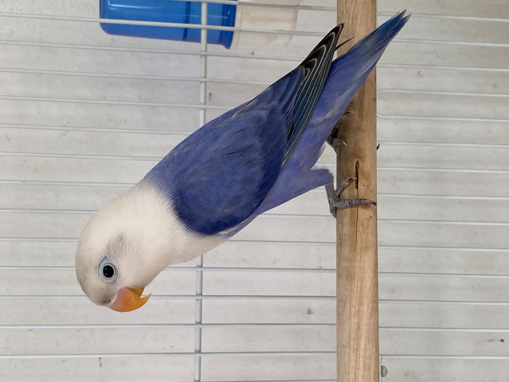 ตามหาเจ้าของนก หัวขาวปากเหลืองตัวฟ้ามีขอบตา