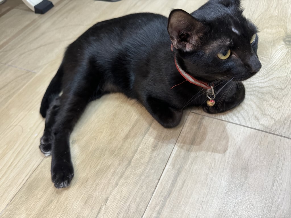 ตามหาเจ้าของแมว เชื่องมาก ชอบนอนตักชอบนวด