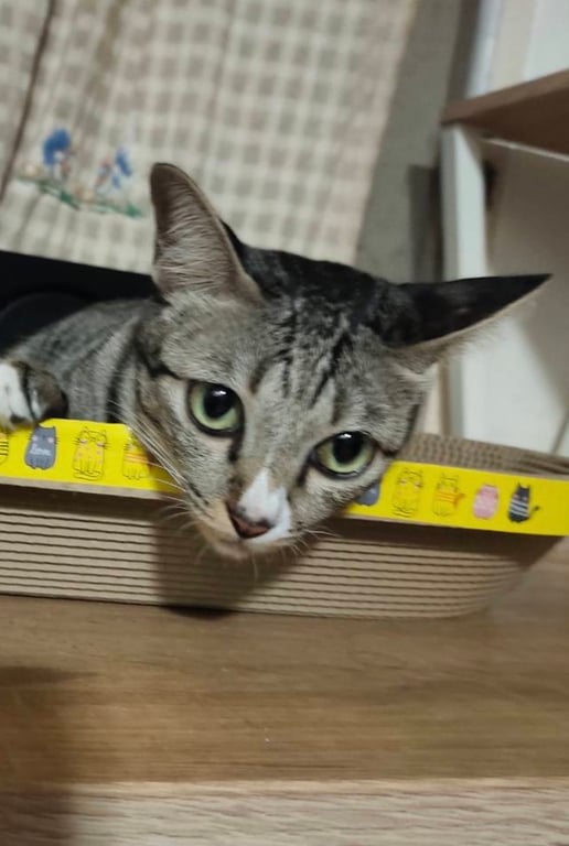 เอมิ