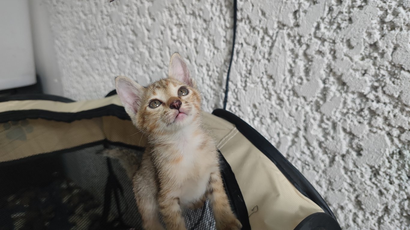 ตามหาเจ้าของแมว อายุประมาณ 2 เดือน หลงมาจากไหนไม่ทราบเหมือนกันตั้งแต่ช่วงสงกรานต์ จะรับเลี้ยงก็ติดที่มีภาระแมวในบ้านหลายตัว กลัวจะไม่สามารถแบกรับค่าใช้จ่ายไหว เลยอยากขออนุเคราะห์คนรักแมวรับไปอุปการะ แมวนิสัยขี้เล่น อ้อนเก่ง ดูท่าทางแล้วแข็งแรงดี