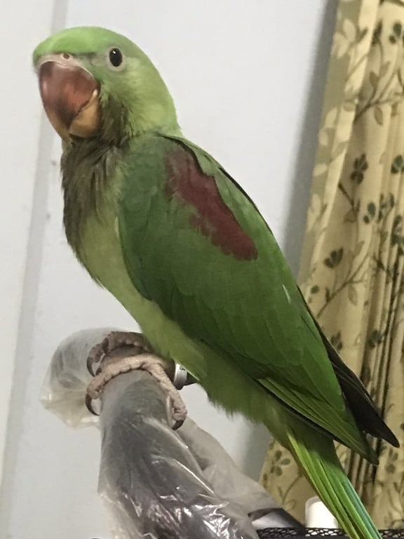ชาเขียว