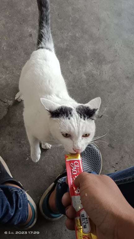 ตามหาเจ้าของแมว ตัวสีขาว มีสีดำที่หางและที่หัวเหมือนผมแสกกลาง