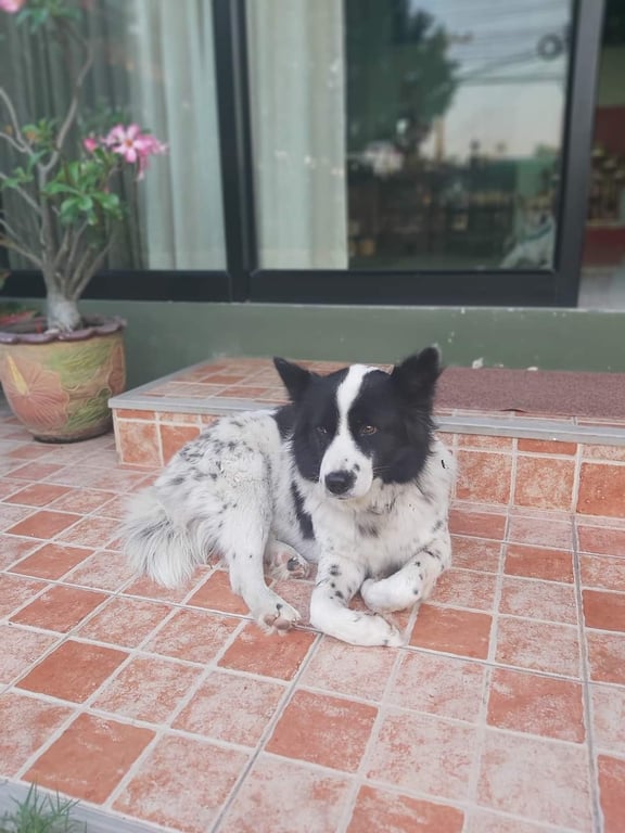 ตามหาเจ้าของหมา น้องขนยาว สีขาว ด่างสีดำ หู 2 ข้างเป็นสีดำ ตรงกลางหน้า จมูกเป็นสีขาว