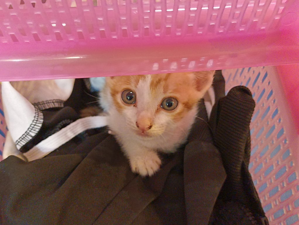 ตามหาเจ้าของแมว น้องเข้ากับแมวที่บ้านไม่ได้