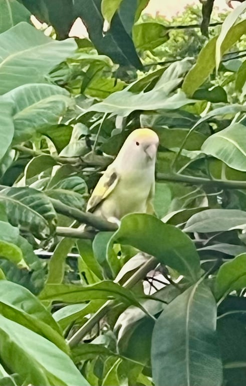 ตามหาเจ้าของนก พบเจอบริเวณต้นมะม่วงและสายไฟหน้าบ้าน ซอยนวมินทร์ 90 กทม. ตอนนี้บินไปบ้านอื่นแล้ว แต่ยังอยู่ในหมู่บ้าน