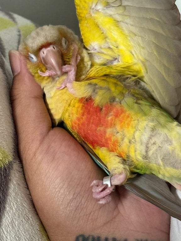 ไก่ต้ม