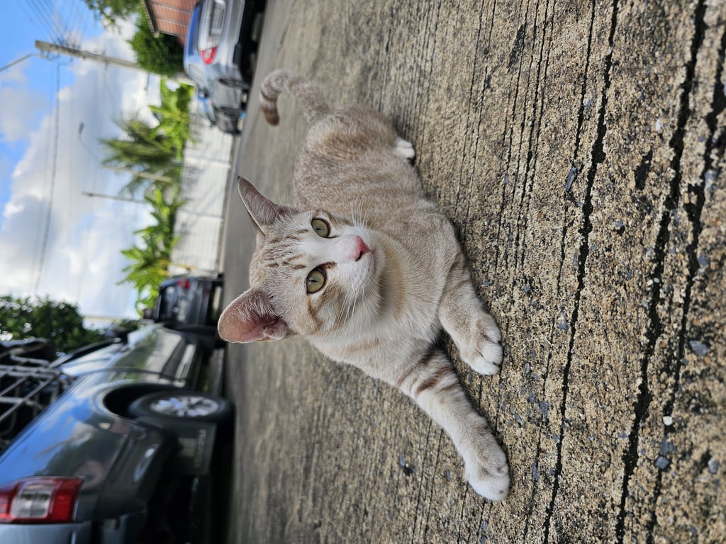 ตามหาเจ้าของแมว ตามหาเจ้าของแมว  เพศผู้ อายุ ไม่น่าเกิน 1ปี  น้องเหมือนหลงมา เพราะประกาศ ในกลุ่ม มบ  ไม่มีเจ้าของ บริเวณมบ พฤกษาวิลล์ 64 สายไหม กทม  น้องมีปลอกคอ  ท่านใดน้องแมวหาย   ทักมาสอบถามได้ค่ะ 
#แมวตามหาเจ้าของ #สายไหม #แมวหาย