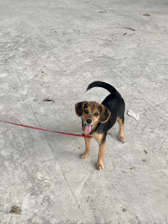 ตามหาเจ้าของหมา สีดำ หูพับ คุ้นกับคน วิ้งเข้ามาใน รร จาก ถ.ประชาราษฎร์ (ฝั่ง รร) จากทาง big c ติวานนท์ บ้านหน้าจะอยู่แทวนี้