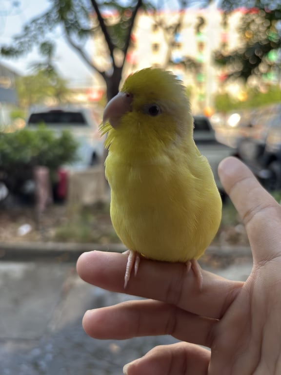 แยนโล่