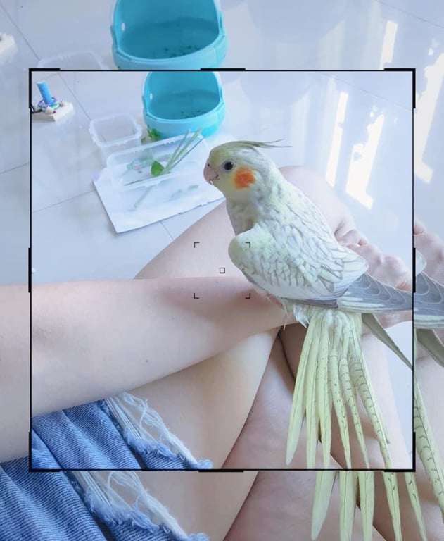 พยูน