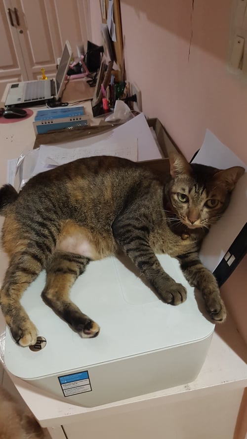 มิว