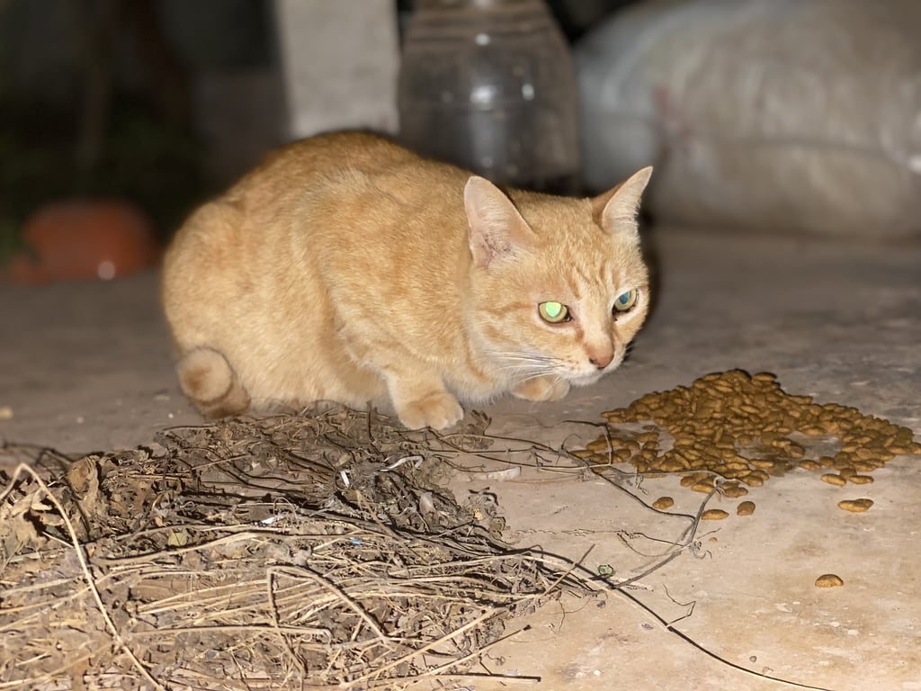 ตามหาเจ้าของแมว หางตรงหน้าสั้นตาสีเหลือง น้องเหมือนแมวผสมเลย หนวดสีขาวมีแซมดำนิดๆ