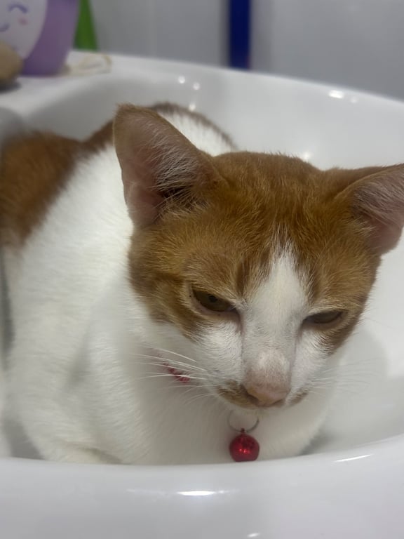ส้ม