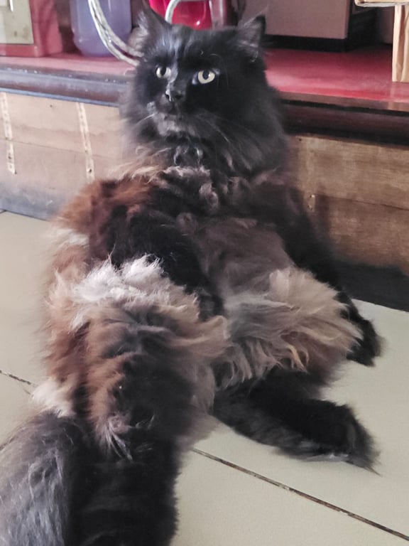 ลิโป้