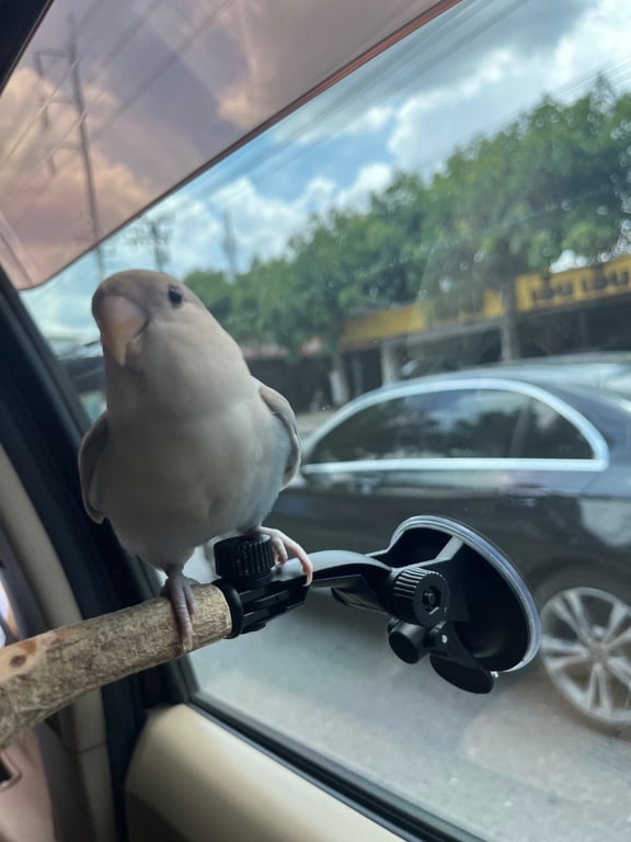 ปิโยม่อน
