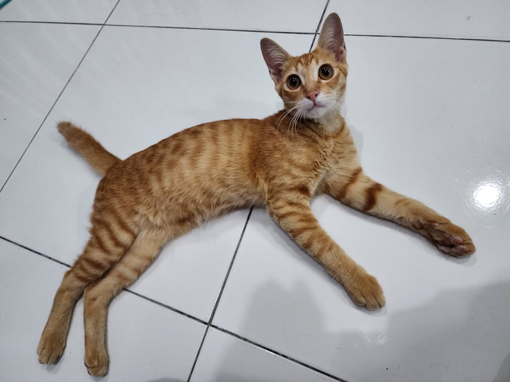 ตามหาเจ้าของแมว ตอนแรกมีปลอกคอ