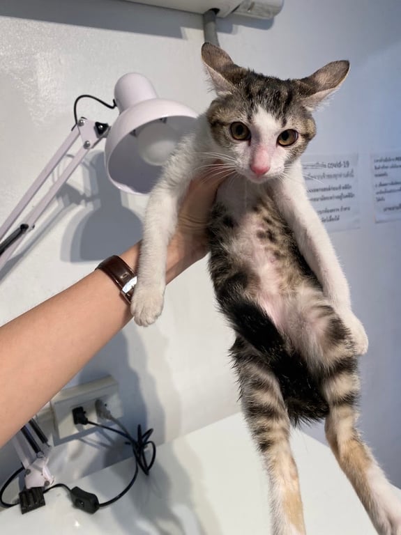 คลินิกรักษาสัตว์ เพ็ท พอว์ (PET PAW VET CLINIC)