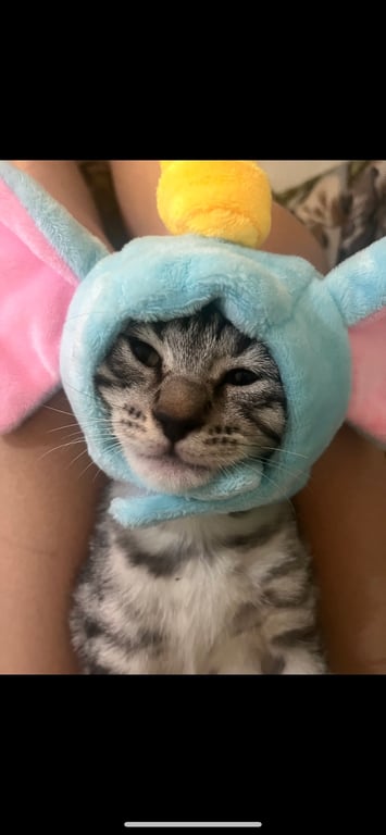 วาสโก้