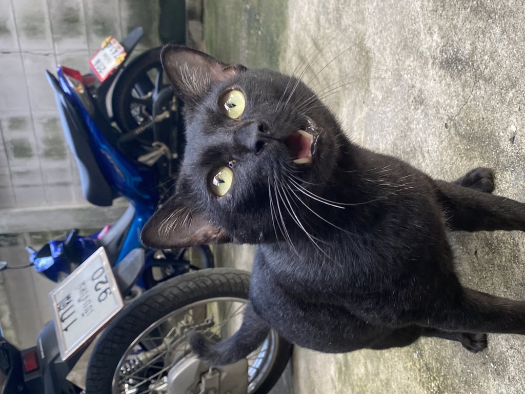 ตามหาเจ้าของแมว ชอบร้องขี้อ้อนติดคน