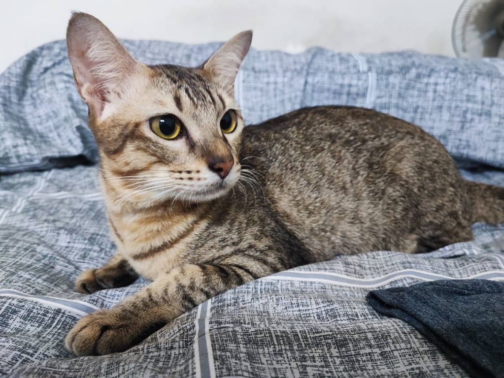 ตามหาเจ้าของแมว แมวลายสลิดขี้อ้อน อายุ1ปี2เดือน