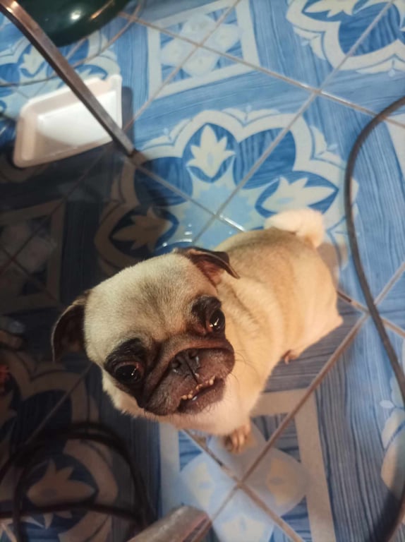 ตามหาเจ้าของหมา 