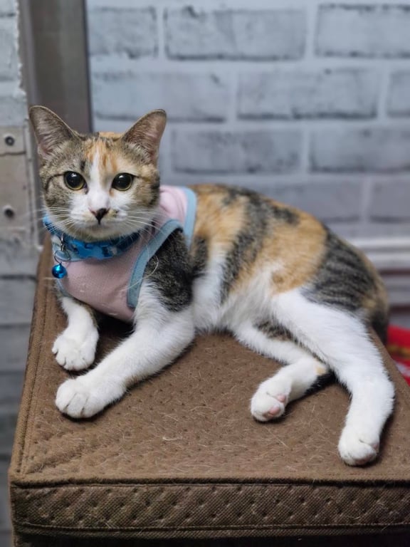 PAWLIDAY Pet Wellness Center