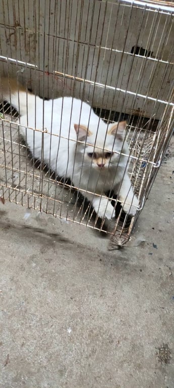 ตามหาเจ้าของแมว ช่วงตัวสีขาวแต่จะมีตรงใบหูสีส้มๆ