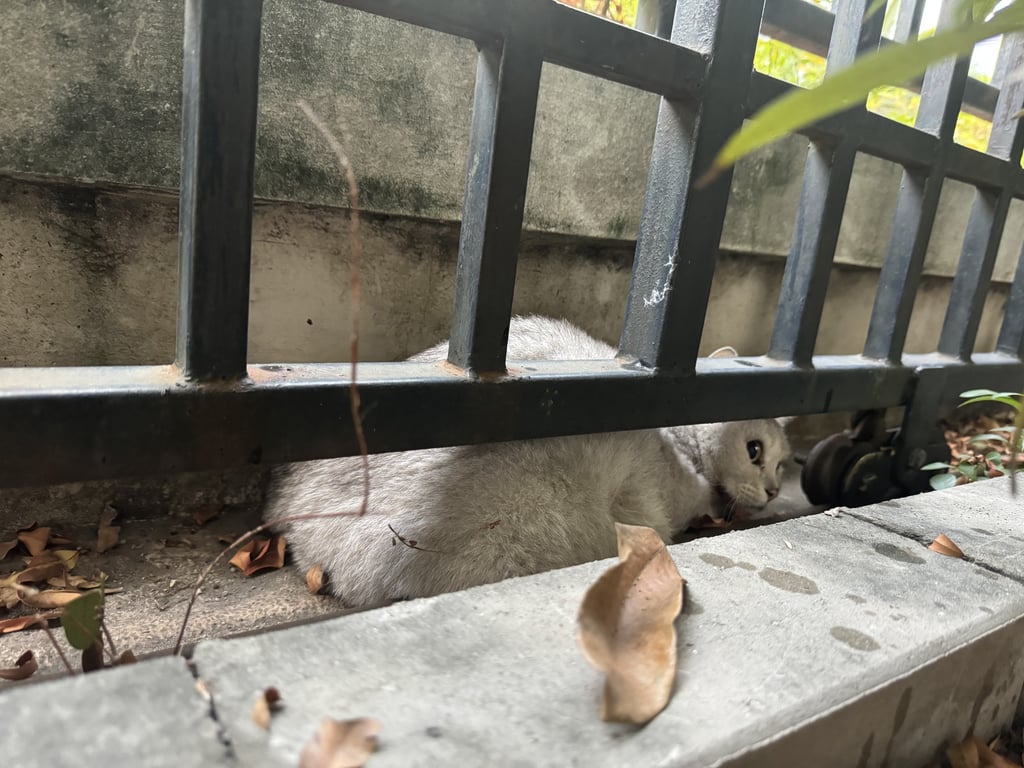 ตามหาเจ้าของแมว จุดสังเกตุหางไม่ยาวมาก ปลายหางขอด 
** พบน้องขาเจ็บขยับร่างกายไม่ได้ เบื้องต้นพบว่าน้องกระดูกเชิงกรานแตก  ยินดีรักษาให้แต่อยากให้น้องเจอเจ้าของ