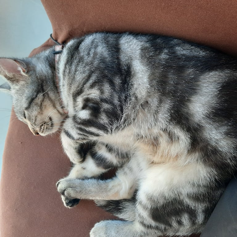 ตามหาเจ้าของแมว เจอวันที่8พ.ย.น่าจะเตลิดเพราะเสียงประทัด เจอแถวหนองหอย