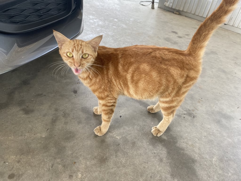 ตามหาเจ้าของแมว สวัสดีค่ะ พอดีอยากประกาศตามหาเจ้าของเจอน้องอยู่ที่ศูนย์ mgถลางภูเก็ต สอบถาม รปภ เค้าบอกว่าน้องเดินอยู่แถวนี่นานแล้ว เผื่อเจ้าของน้องอยู่ในกรุปไปรับน้องกลับบ้านได้นะคะ.  น้องตั้งท้องด้วยดูจากลายคาเว่าน่าจะผสมอเมริกันช็อตแฮร์ เชื่องคนไม่ดุ.