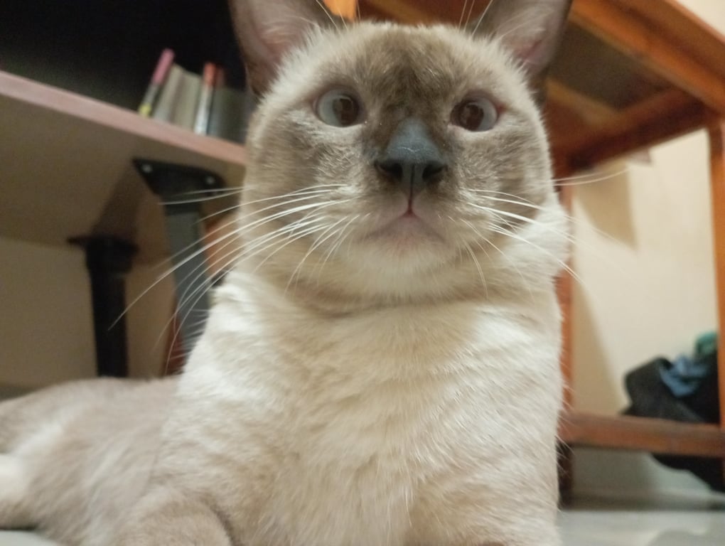 นำโชค