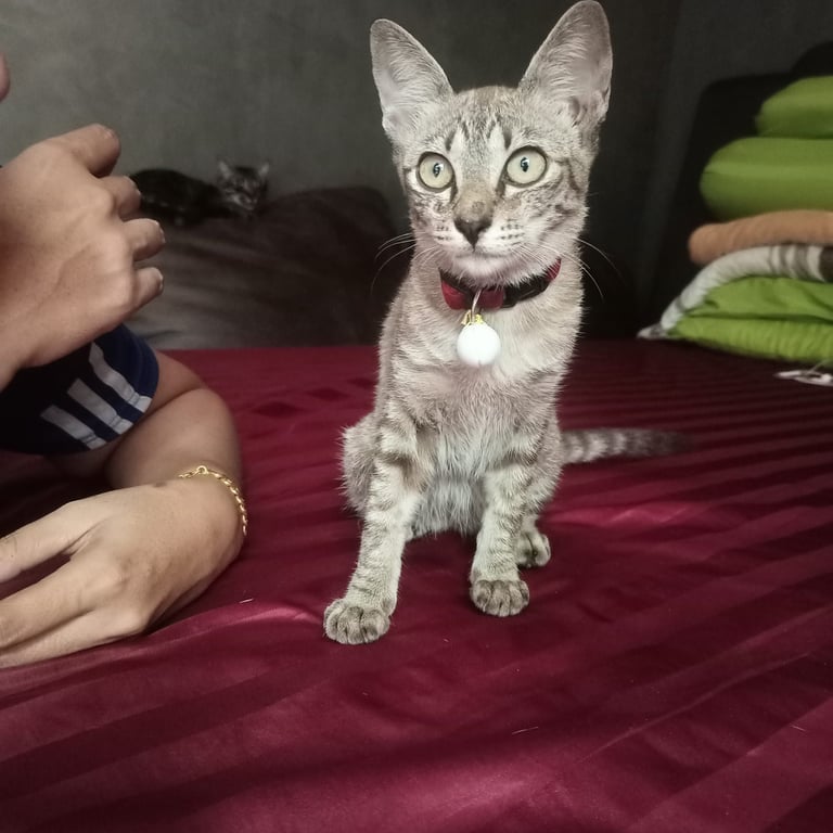 น้องมะขาม
