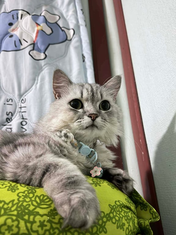 ด๊อบบี้