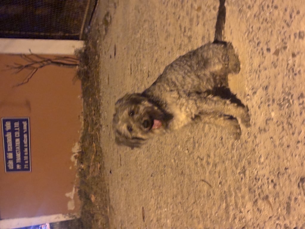 ตามหาเจ้าของหมา 