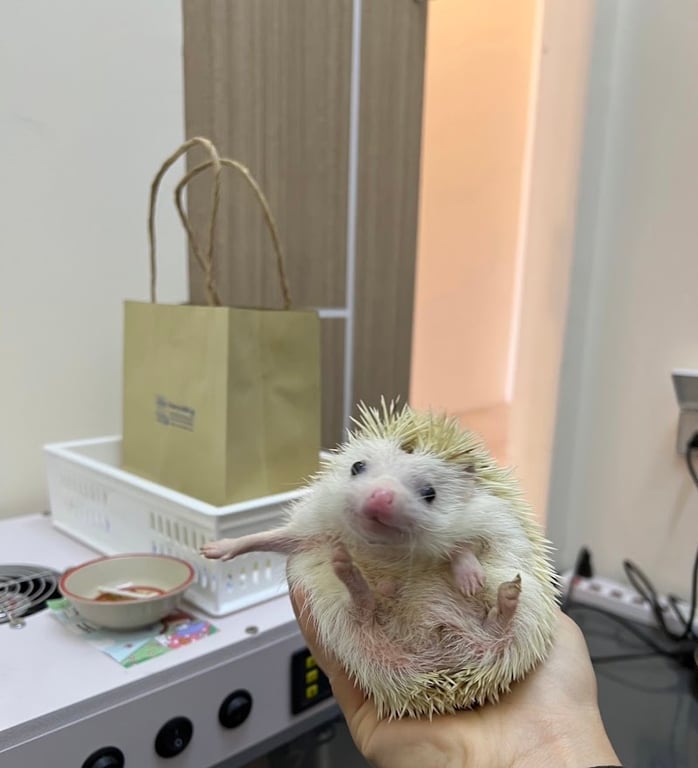โรงพยาบาลสัตว์ซูซู (Zoozoo Animal Hospital) เชียงใหม่ | เปิดบริการ 24 ชั่วโมง
