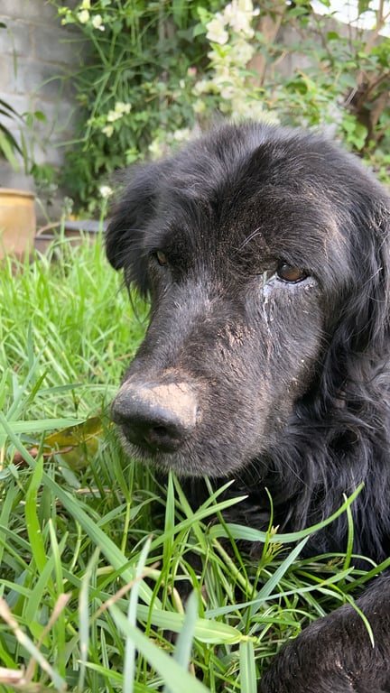 ตามหาเจ้าของหมา ขนยาว ทำหมันแล้ว ขาหลังเจ็บคาดว่าน่าจะเป็นเพราะน้องกระโดดลงหลังรถ