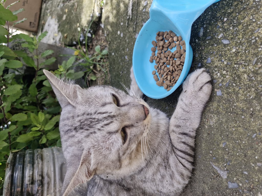 ตามหาเจ้าของแมว หางคด ยังไม่ทำหมัน ไข่ใหญ่