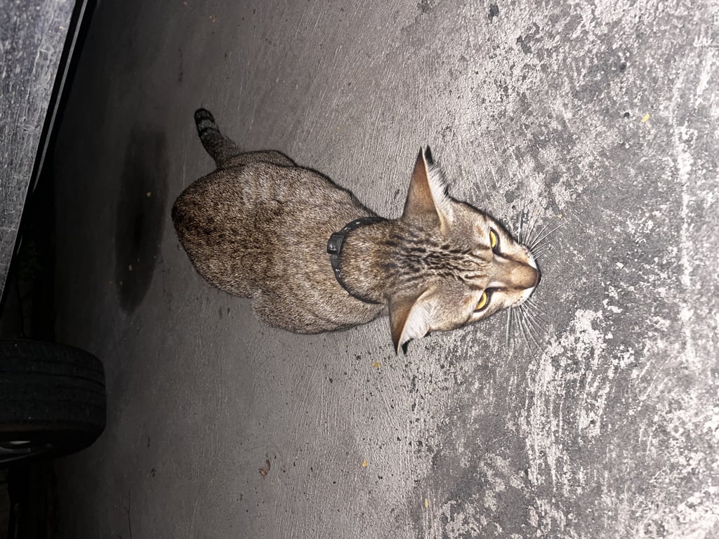 ตามหาเจ้าของแมว น้องไม่ดุติดคน