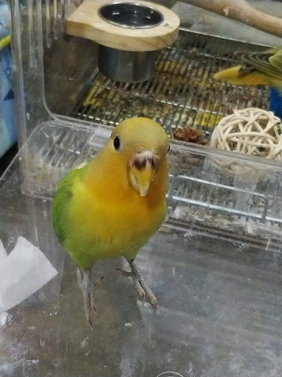 ทาโร่