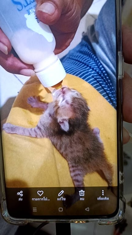 ตามหาเจ้าของแมว มีคนนำมาทิ้งไว้แถวตลาดเมืองไทยภัทร น้องยังไม่ลืมตาเลยค่ะ ตอนนี้มีคนช่วยเอากลับไปป้อนนมรอหาบ้านก่อน และแถวนี้หมาดุกัดแมวตายบ่อย แต่เค้าก็เลี้ยงไม่ได้ค่ะ เพราะเป็นห้องเช่า และมีแมวในห้องหลายตัวแล้ว คนโพสท์ก็ไม่สามารถเหมือนกันค่ะ เลี้ยงปิดอยู่25ตัวแล้ว รับอักไม่ไหว