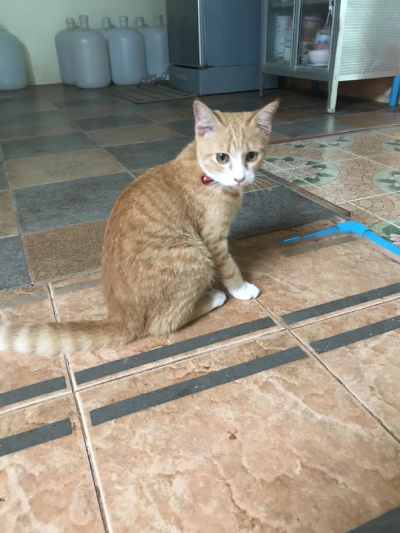 ตามหาเจ้าของแมว ส้มลายสลิปเพศผู้อายุราวๆไม่เกิน1ปี