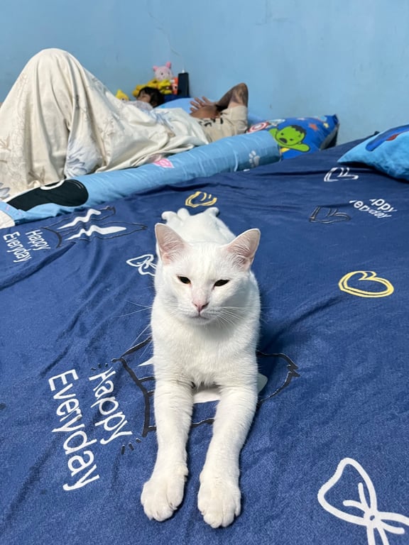 โคโค่