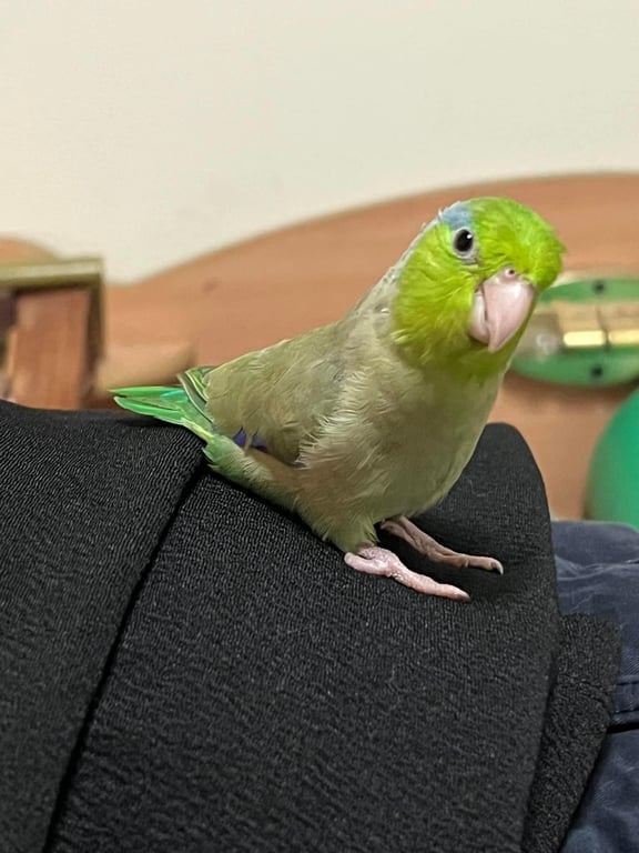 ตามหาเจ้าของนก 