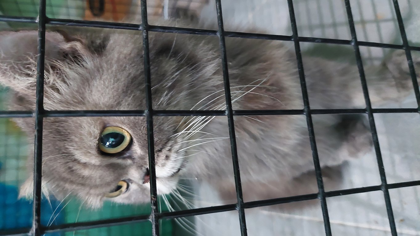 ตามหาเจ้าของแมว 