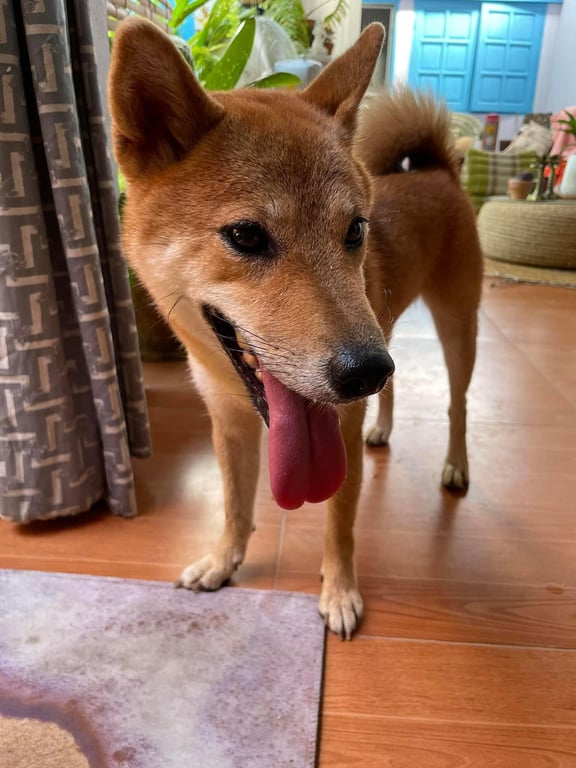 ตามหาเจ้าของหมา น้องเป็นหมาชิบะอายุเราราว 1 ปี ขนสีน้ำตาล