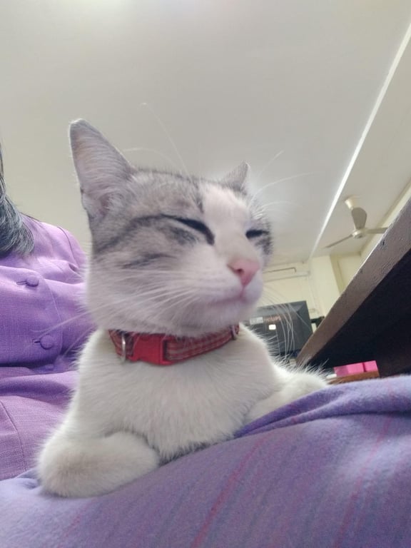 ตามหาเจ้าของแมว น้องติดอยู่บนหลังคาตึกในมหาวิทยาลัยพายัพ เชียงใหม่
ขี้อ้อน ไม่กลัวคน