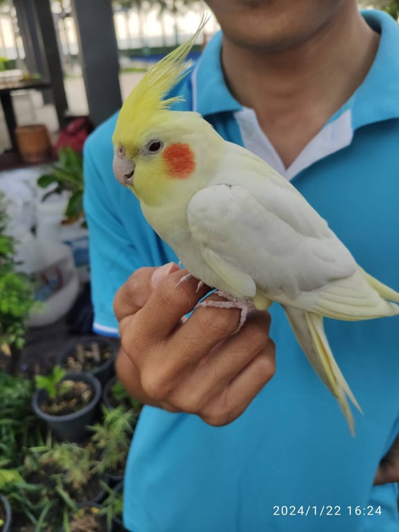 กุ๊กกี้