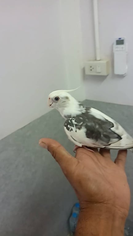 ตามหาเจ้าของนก 