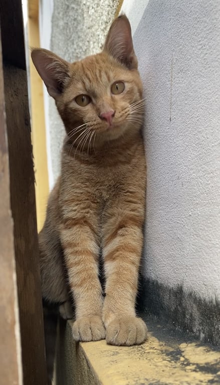 ตามหาเจ้าของแมว ช่วยหาบ้านให้แมวจนทั้งสองตัวค่ะ
น้องเป็นแมวจร ไม่มีคนเลี้ยง แม่น้องพามาขอข้าวขอน้ำกินที่บ้านเรา แถวบางซื่อ เตาปูน กทม.ค่ะ
- เพศผู้ทั้ง 2 ตัวค่ะ
-ใครสะดวกอยากให้รับน้องไปด้วยกันทั้งสองตัวนะคะ น้องๆคอยเรียกหากันตลอด
- น้องค่อนข้างขี้กลัว ขี้ตกใจนะคะ
🙏ใครสะดวกรับน้องไปดูแล ติดต่อมาได้เลยค่ะ ตกลงสถานที่รับได้นะคะ เราช่วยไปส่งได้ค่ะ🙏